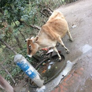 インドでは牛と水道は共有