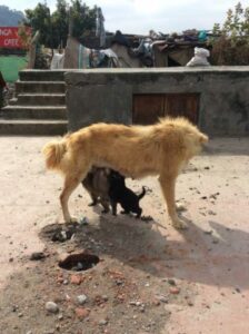 必死にお乳を飲むインドの子犬達